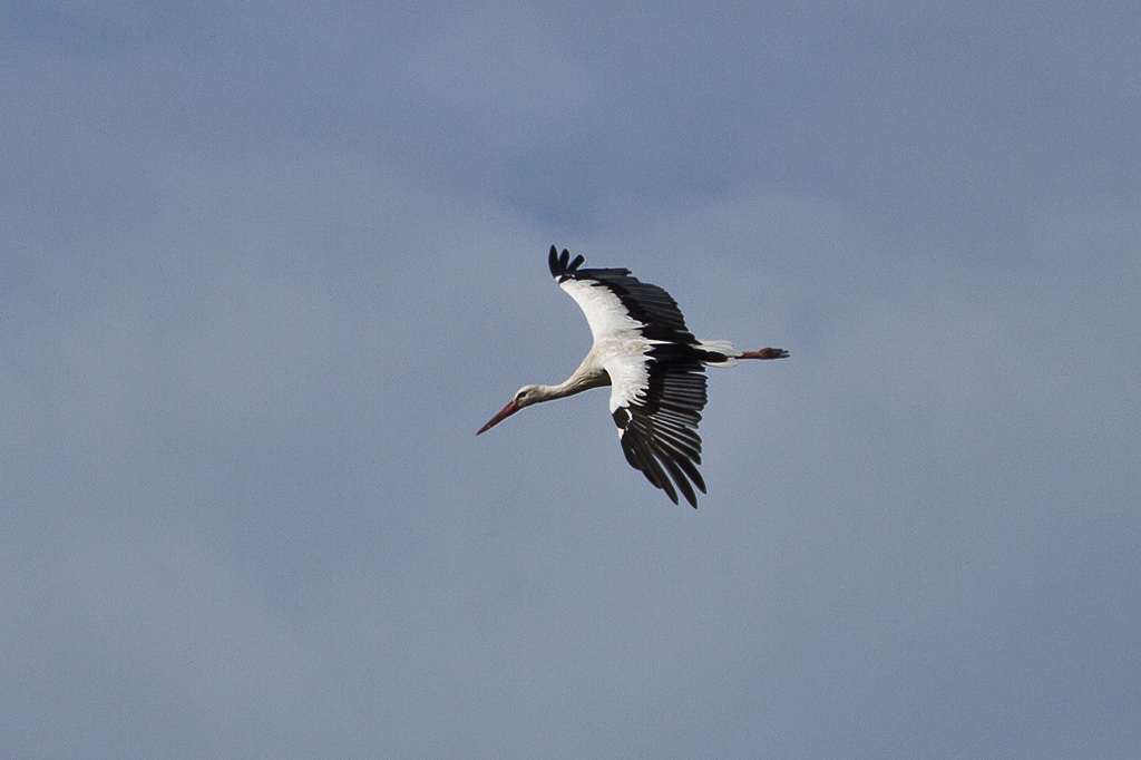 Rundflug