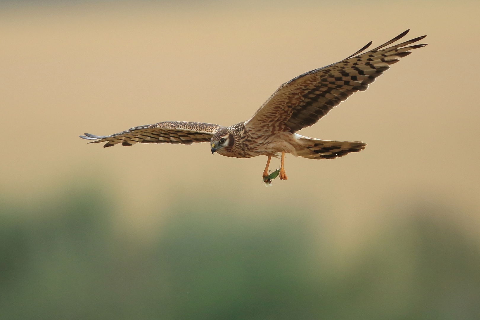 Rundflug der Heuschrecke