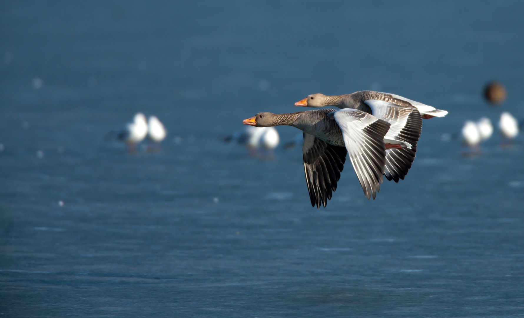 rundflug