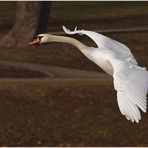 Rundflug im Park