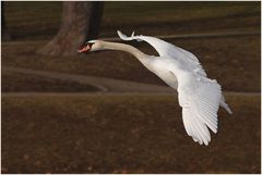 Rundflug im Park