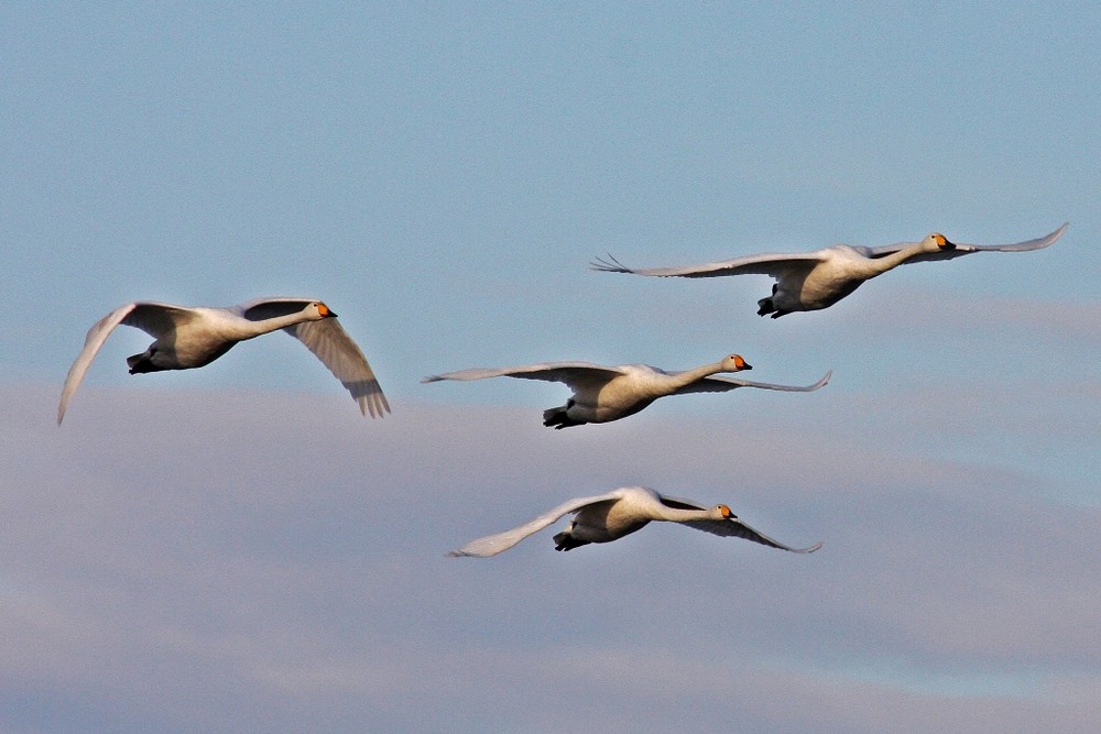 Rundflug im Winter