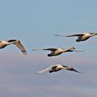 Rundflug im Winter