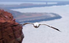 Rundflug über Helgoland...