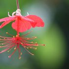 Rundgang durch den Botan. Garten (27)