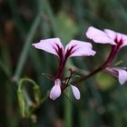 Rundgang durch den Botan. Gatren (41) - Euphobria calelabrum