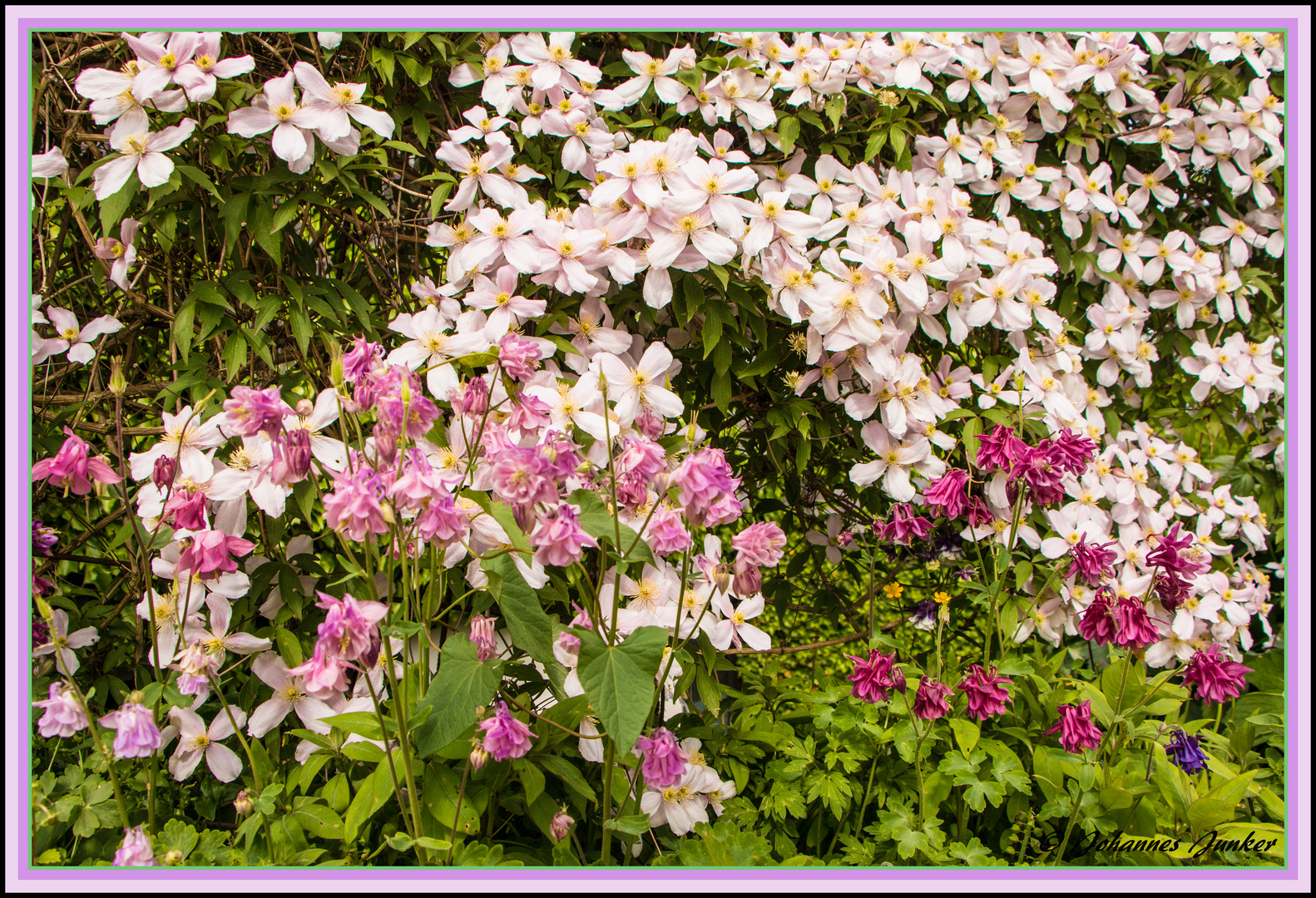 Rundgang durch den Garten 9