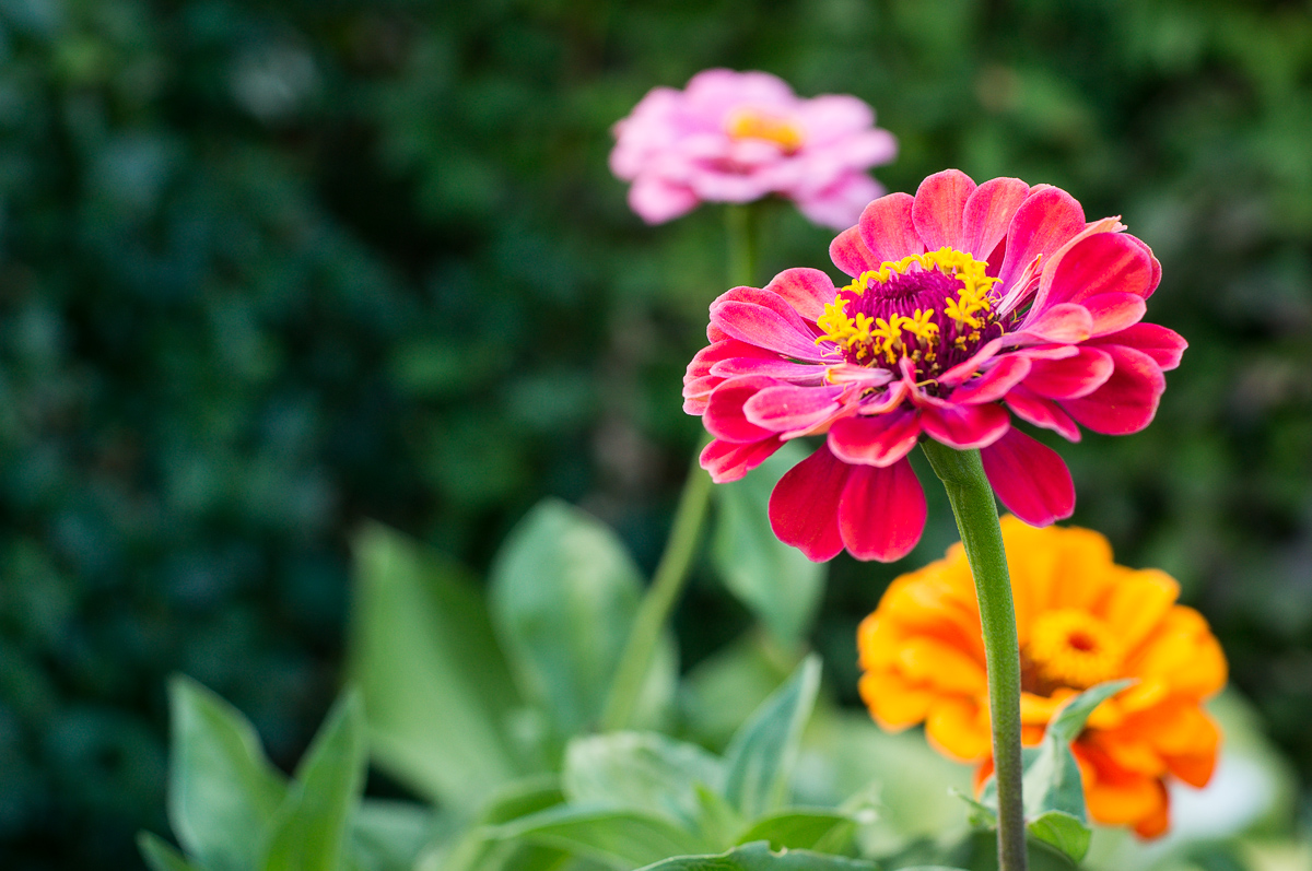 Rundgang durch den Garten mit Altglas (NEX 5R+ Minolta MD 45mm f=2