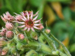 Rundgang im Garten