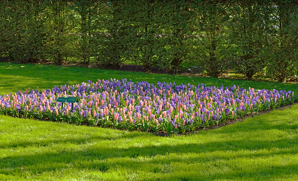 Rundgang im Keukenhof - Blumenpark in Holland April 2013 Nr.22