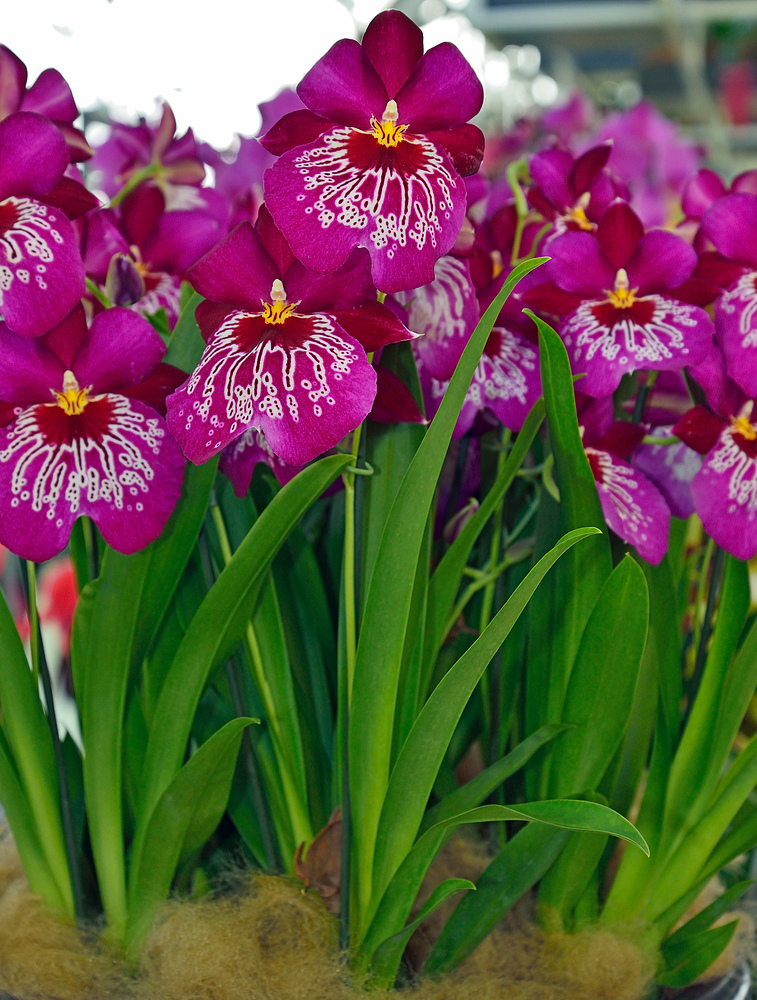 Rundgang im Keukenhof - Blumenpark in Holland April 2013 Nr.24