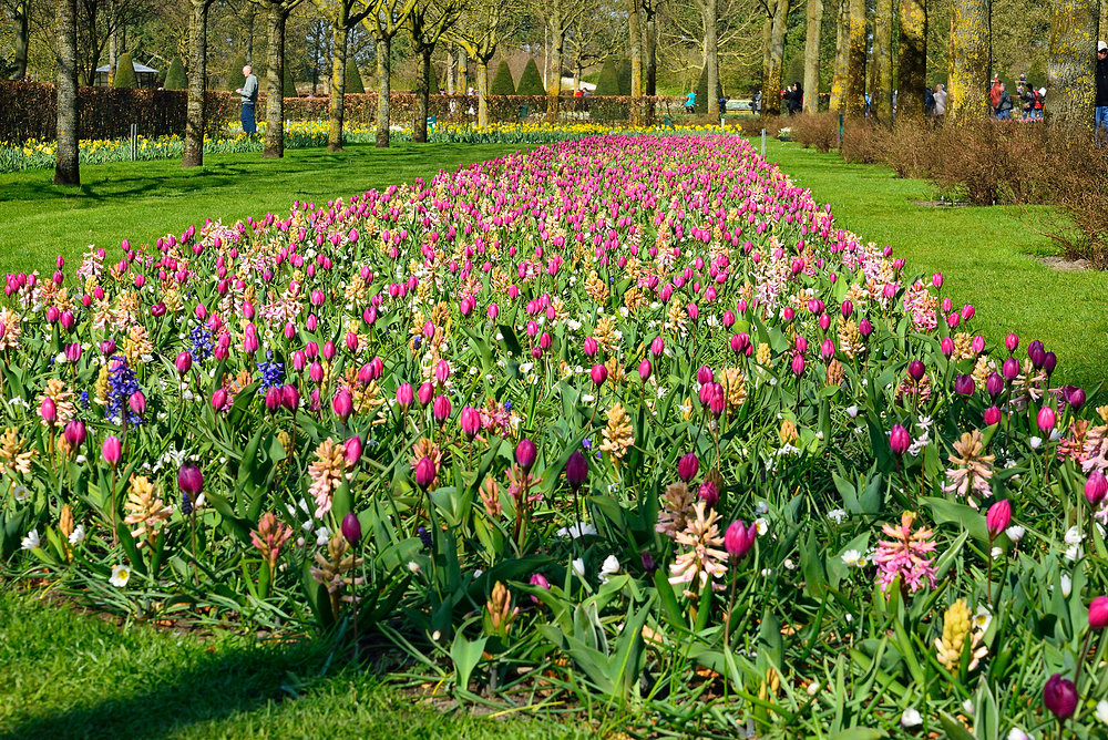 Rundgang im Keukenhof - Blumenpark in Holland April 2013 Nr.3