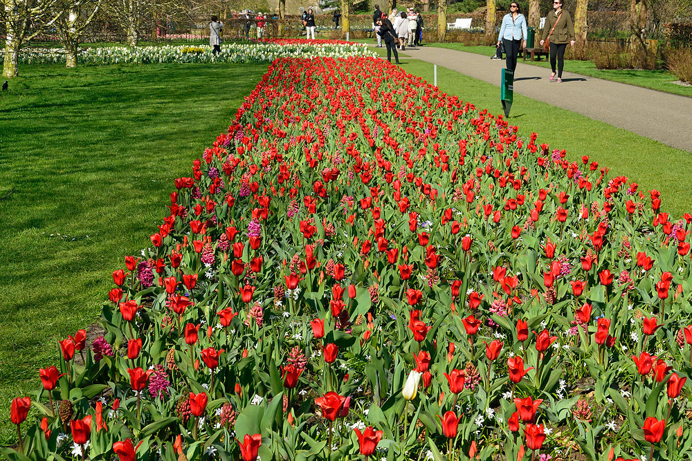 Rundgang im Keukenhof - Blumenpark in Holland April 2013 Nr.5