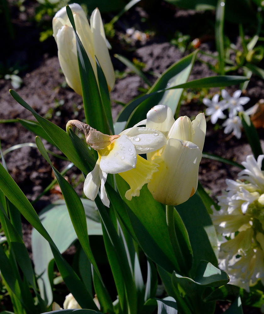 Rundgang im Keukenhof - Blumenpark in Holland April 2013 Nr.6