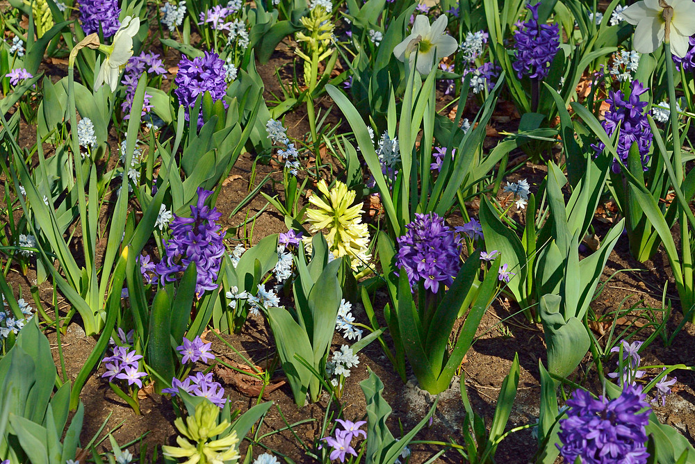 Rundgang im Keukenhof - Blumenpark in Holland April 2013 Nr.8