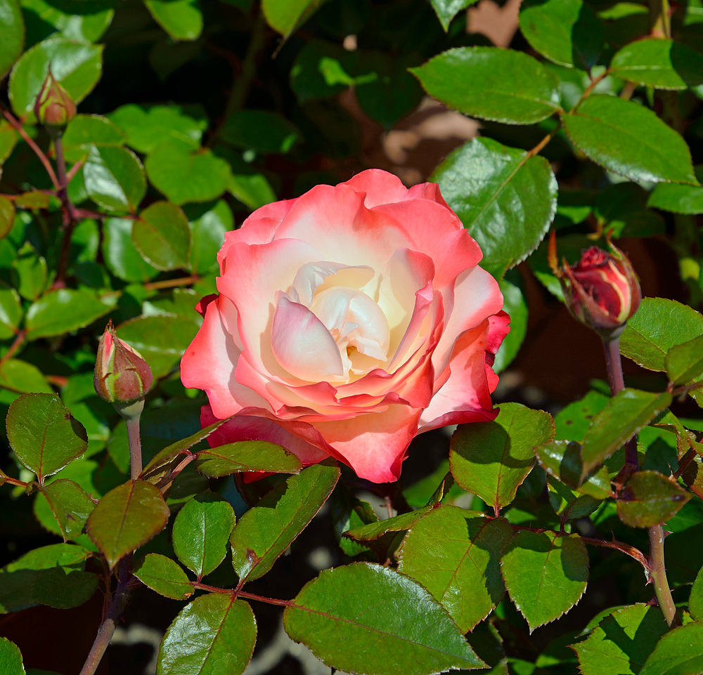 Rundgang im Schlossgarten v. Schloss Beugen anl. DiGa 17.-21.7.13