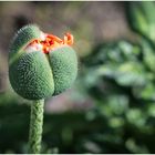 Rundgang in meinem Garten-1