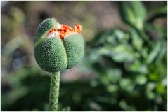 Rundgang in meinem Garten-1