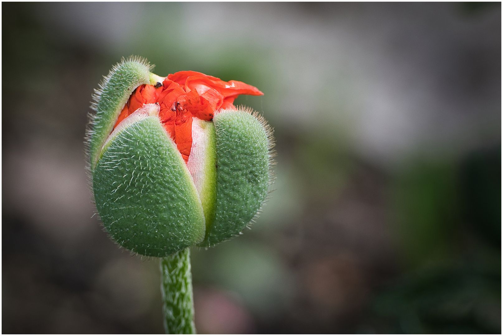 Rundgang in meinem Garten-10