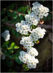Rundgang in meinem Garten-11