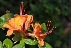 Rundgang in meinem Garten-12