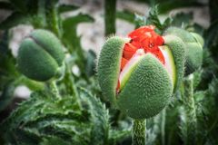 Rundgang in meinem Garten-13