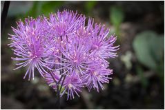 Rundgang in meinem Garten-14