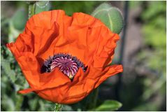 Rundgang in meinem Garten-16