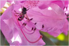 Rundgang in meinem Garten-17