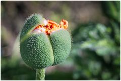 Rundgang in meinem Garten-18