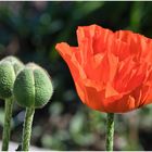 Rundgang in meinem Garten-5