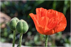 Rundgang in meinem Garten-5