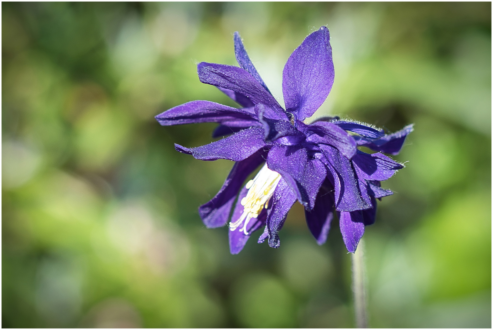 Rundgang in meinem Garten-8