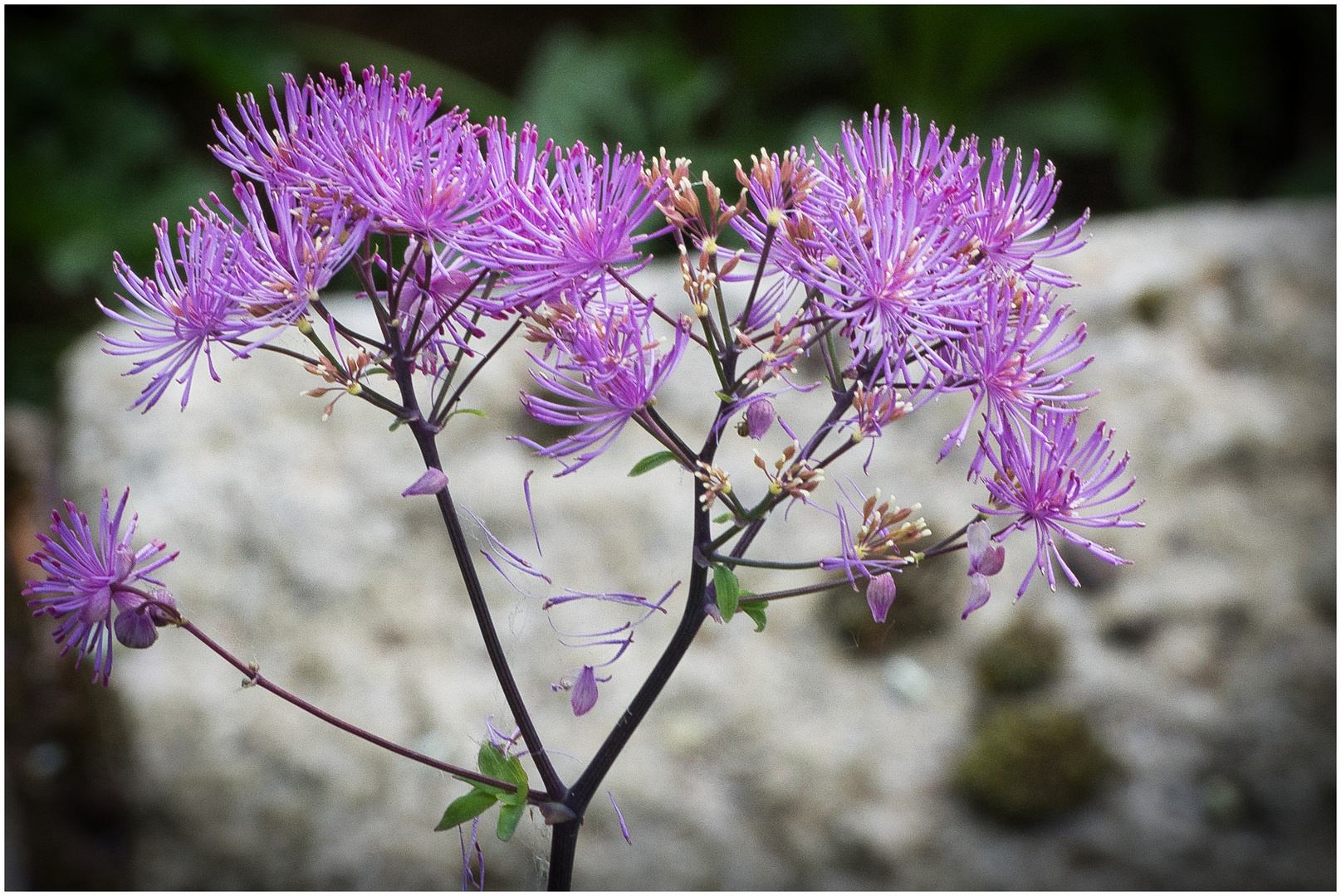 Rundgang in meinem Garten-9