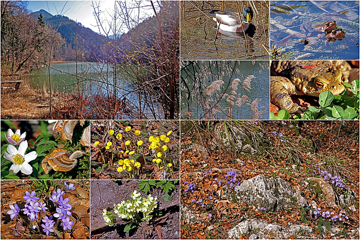 Rundgang um den Waldteich