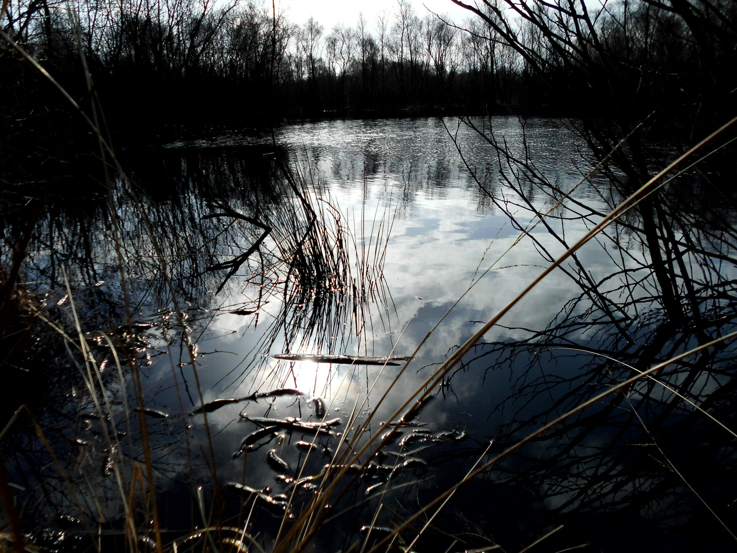 Rundgang um einen Moorteich (NSG)