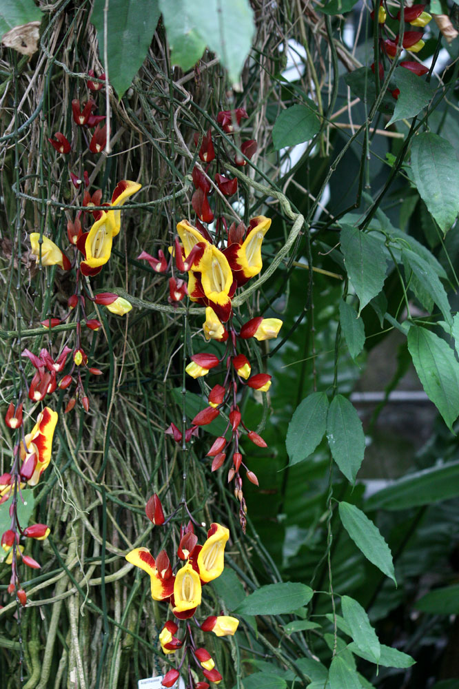 Rundgangdurch den Botan. Garten (28)