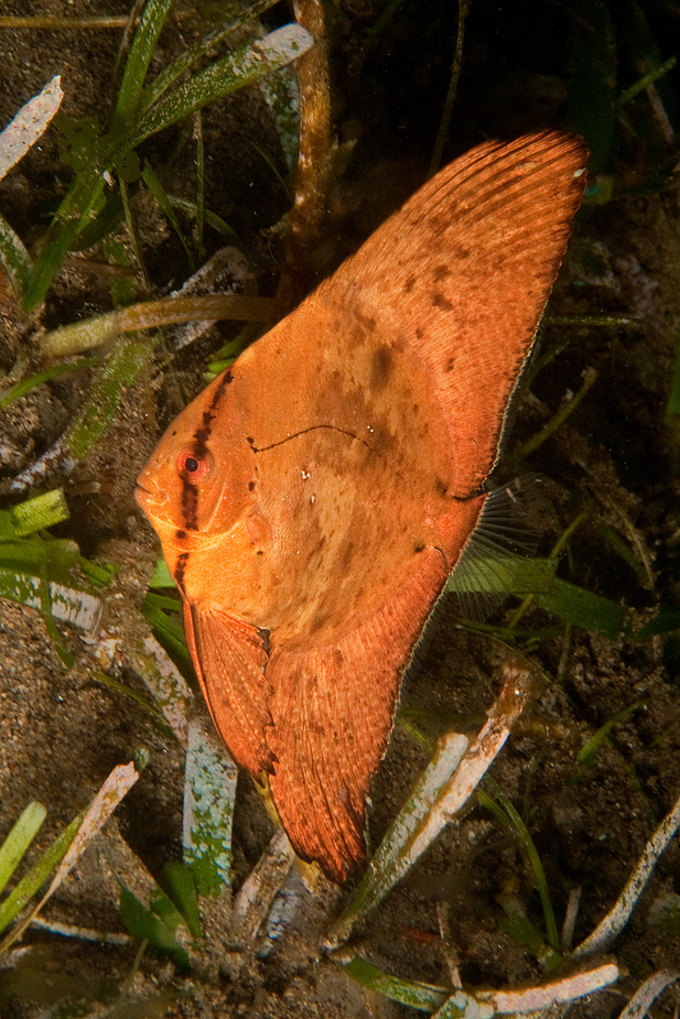 Rundkopf-Fledermausfisch - Jungtier