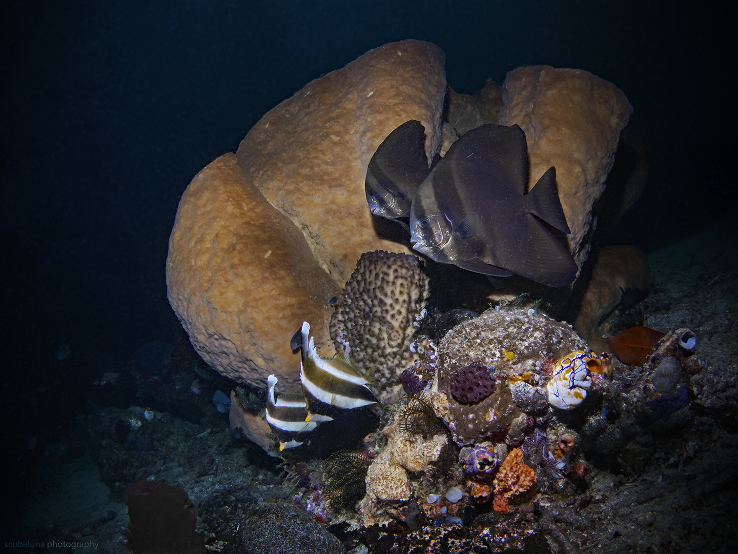Rundkopf Fledermausfische Foto & Bild asia, indonesia, tiere Bilder