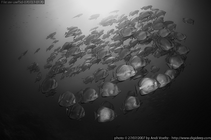 Rundkopf-Fledermausfische (Platax orbicularis) in Formation