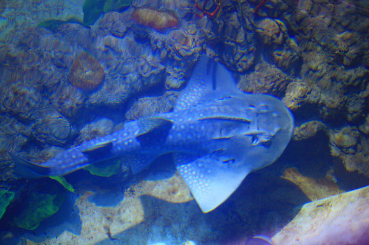 Rundkopf-Geigenrochen (Rhina ancylostoma), Sharjah Aquarium, Vereinigte Arabische Emirate.