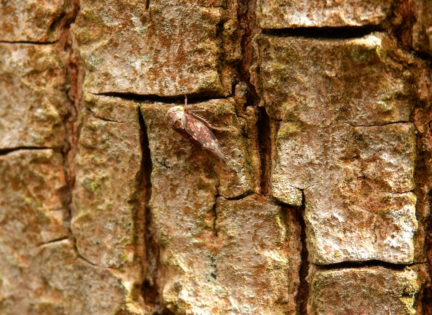 Rundkopf-Zikade auf einem Feld-Ahorn