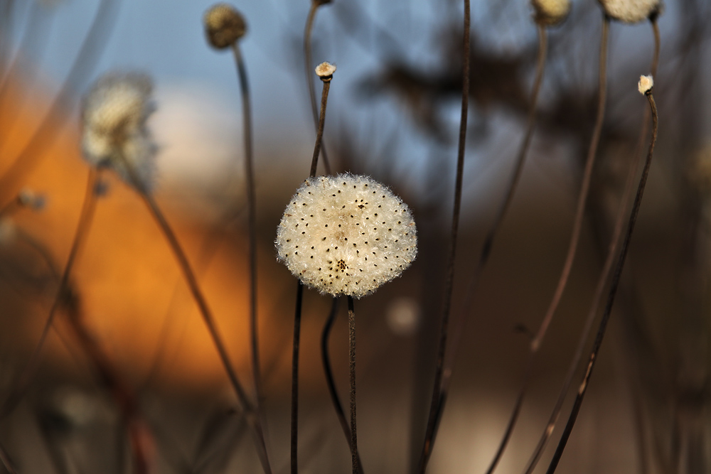 rundlich........und ein Hauch von Frühling