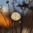 rundlich........und ein Hauch von Frühling