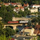 Rundnasen über der Saale