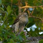 Rundschwanzsperber (Cooper´s Hawk)