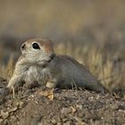 Rundschwanzziesel - Roundtail Ground Squirrel (Citellus tereticaudus)