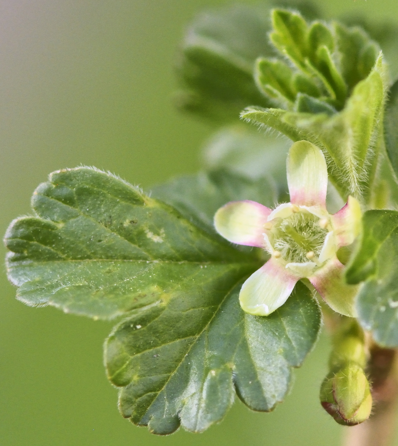 Rundstachelblüte