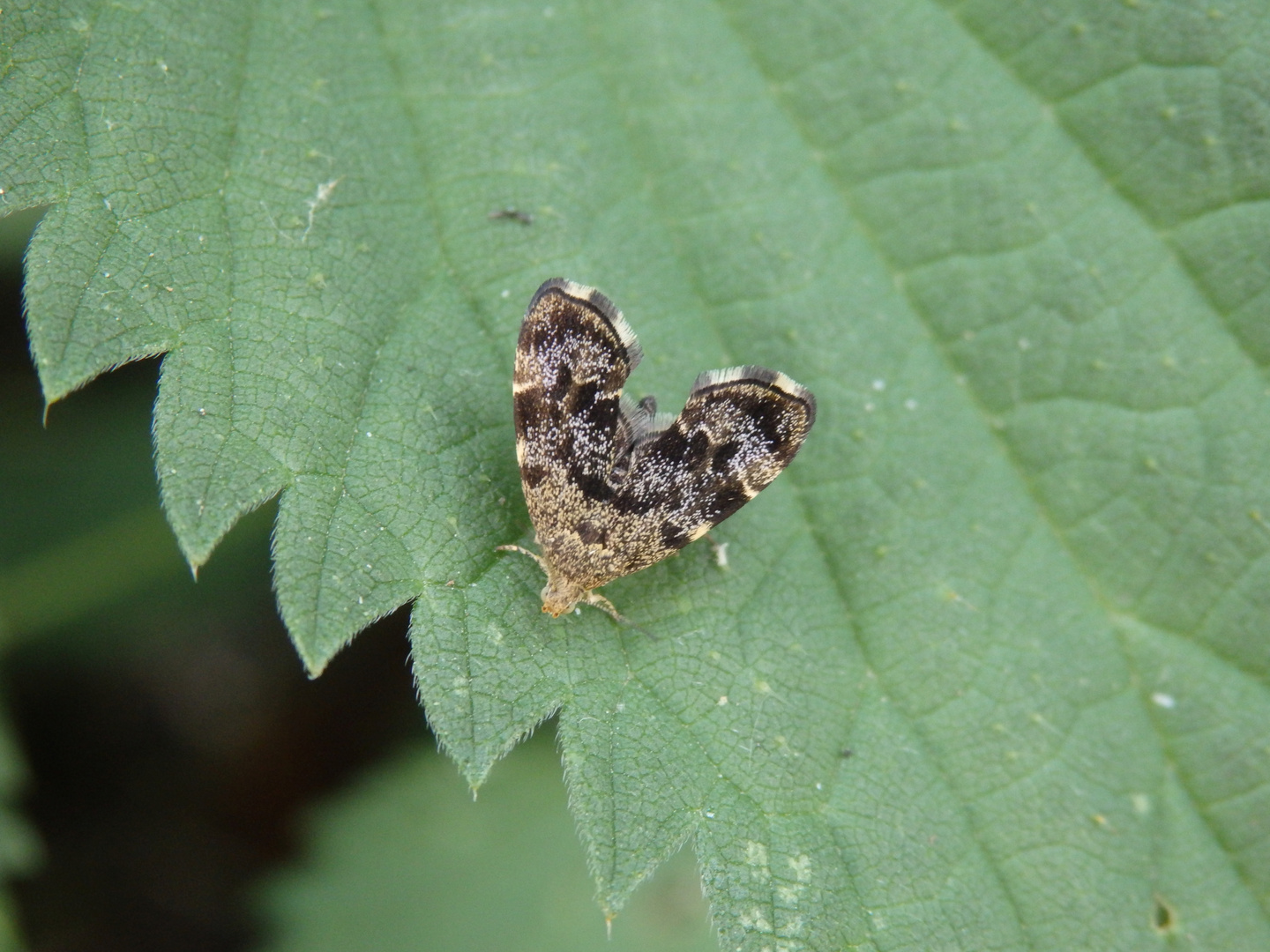 Rundstirnmotte (Anthophila fabriciana) auf Brennnessel