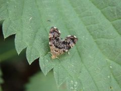 Rundstirnmotte (Anthophila fabriciana) auf Brennnessel